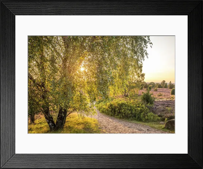 Framed Print : Heath landscape in the nature reserve at Wilsener Berg in the evening light, Luneburg Heath, Lower Saxony, Germany