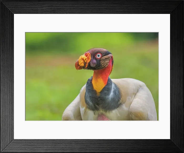 Framed Print : King Vulture (Sarcoramphus papa) Costa Rica Framed Print : King Vulture (Sarcoramphus papa) Costa Rica
