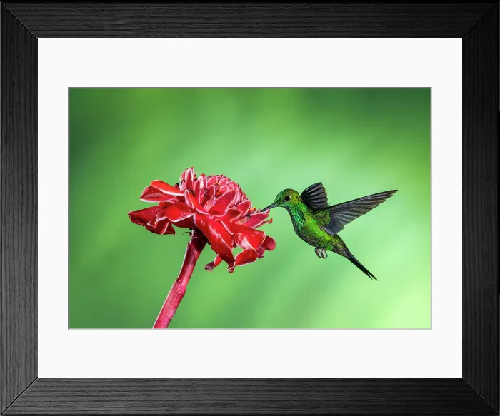 Framed Print : Green-crowned brilliant (Heliodoxa jacula), Catarata del Toro, Bajos Del Toro Amarillo, Alajuela, Costa Rica Framed Print : Green-crowned brilliant (Heliodoxa jacula), Catarata del Toro, Bajos Del Toro Amarillo, Alajuela, Costa Rica