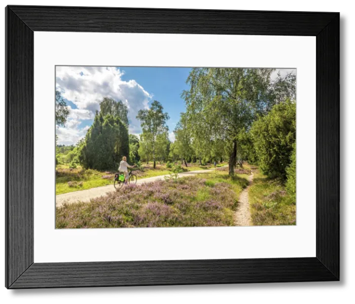 Framed Print : Hiking trail through the heath from Oberhaverbeck to Wuemmeberg, Luneburg Heath, Lower Saxony, Germany Framed Print : Hiking trail through the heath from Oberhaverbeck to Wuemmeberg, Luneburg Heath, Lower Saxony, Germany