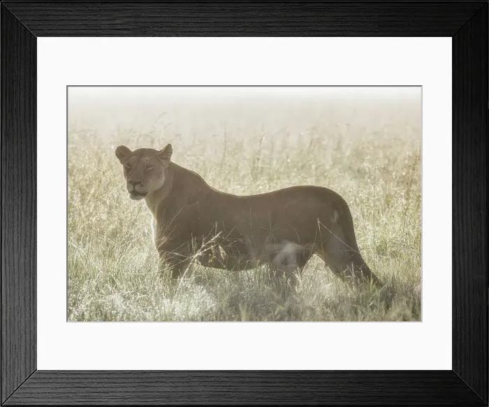 Framed Print : Lioness in a misty sunrise in the Masaimara, Kenya Framed Print : Lioness in a misty sunrise in the Masaimara, Kenya