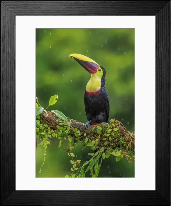 Framed Print : Yellow-throated Toucan (Ramphastos ambiguus), Costa Rica Framed Print : Yellow-throated Toucan (Ramphastos ambiguus), Costa Rica