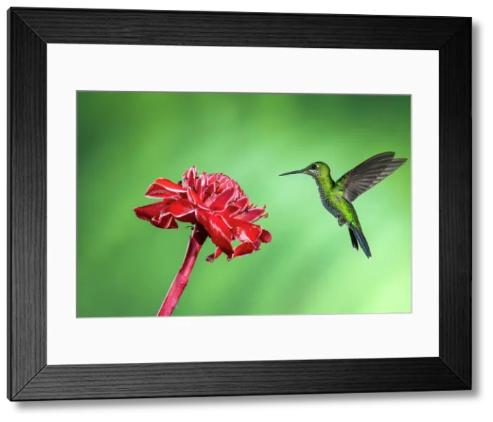 Framed Print : Green-crowned brilliant (Heliodoxa jacula), Catarata del Toro, Bajos Del Toro Amarillo, Alajuela, Costa Rica Framed Print : Green-crowned brilliant (Heliodoxa jacula), Catarata del Toro, Bajos Del Toro Amarillo, Alajuela, Costa Rica