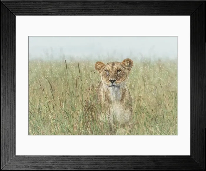 Framed Print : Lioness in the Maasaimara, Kenya