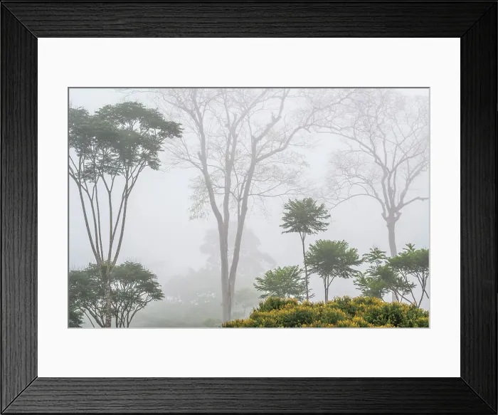 Framed Print : Foggy morning in lowland Caribbean rainforest, Boca Tapada, Costa Rica Framed Print : Foggy morning in lowland Caribbean rainforest, Boca Tapada, Costa Rica