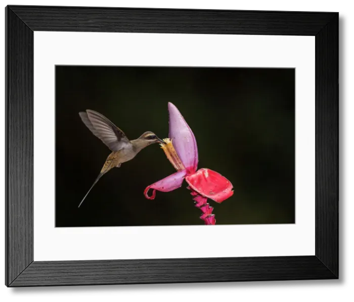 Framed Print : Long-billed hermit (Phaethornis longirostris), Guapiles, Limon, Costa Rica