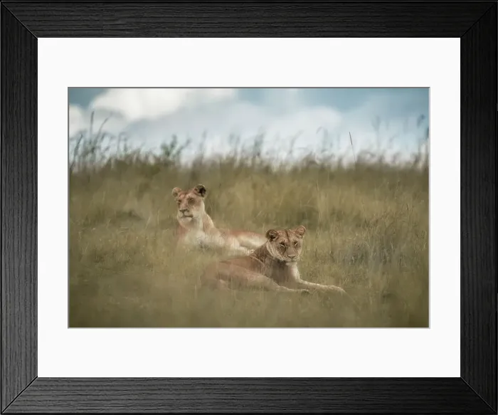 Framed Print : Lioness in the Maasaimara, Kenya Framed Print : Lioness in the Maasaimara, Kenya