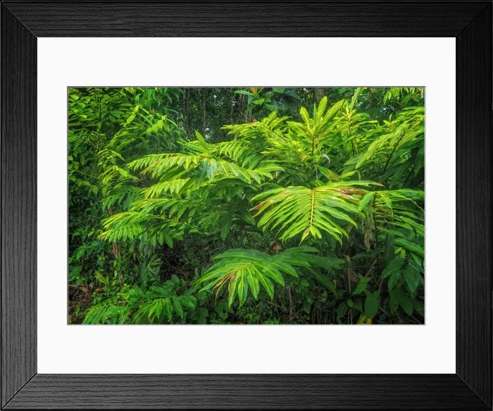 Framed Print : Lowland Caribbean Rainforest, Boca Tapada, Costa Rica Framed Print : Lowland Caribbean Rainforest, Boca Tapada, Costa Rica