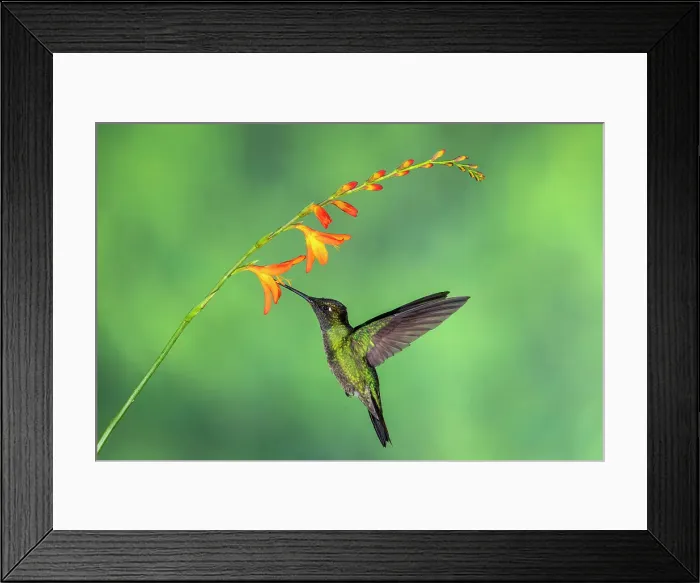 Framed Print : Talamanca hummingbird / Magnificent / Admirable hummingbird (Eugenes spectabilis), Paraiso Quetzal, San Jose, Costa Rica Framed Print : Talamanca hummingbird / Magnificent / Admirable hummingbird (Eugenes spectabilis), Paraiso Quetzal, San Jose, Costa Rica