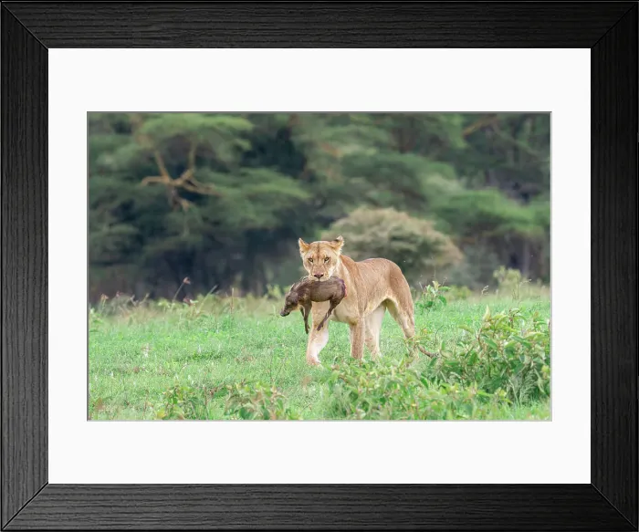 Framed Print : Lioness with kill in Lake Nakuru national park, Kenya