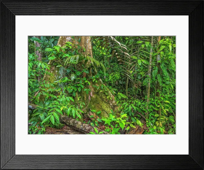 Framed Print : Lowland Caribbean Rainforest, Costa Rica Framed Print : Lowland Caribbean Rainforest, Costa Rica