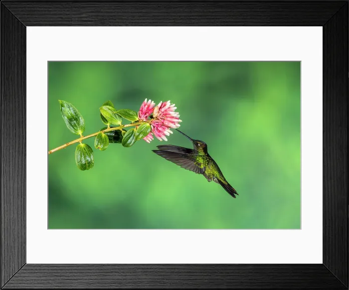 Framed Print : Talamanca hummingbird / Magnificent / Admirable hummingbird (Eugenes spectabilis), Paraiso Quetzal, San Jose, Costa Rica Framed Print : Talamanca hummingbird / Magnificent / Admirable hummingbird (Eugenes spectabilis), Paraiso Quetzal, San Jose, Costa Rica