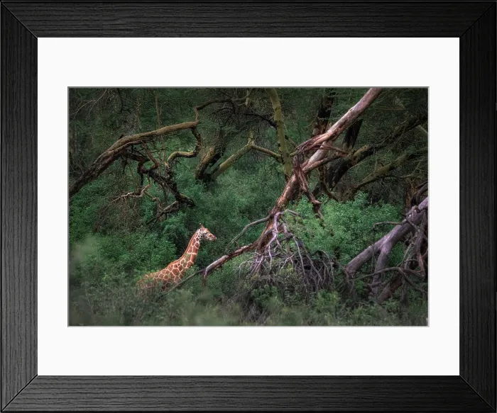 Framed Print : Rothschild's giraffe (Giraffa camelopardalis rothschildi) in Lake Nakuru National Park, Kenya Framed Print : Rothschild's giraffe (Giraffa camelopardalis rothschildi) in Lake Nakuru National Park, Kenya