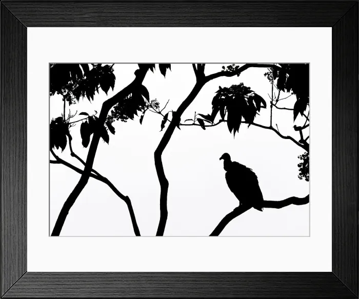 Framed Print : Black Vulture (Coragyps atratus), Costa Rica Framed Print : Black Vulture (Coragyps atratus), Costa Rica