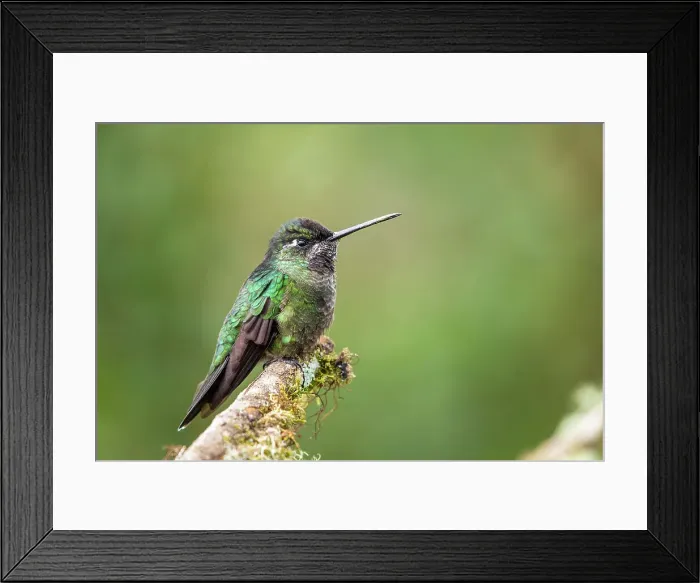 Framed Print : Talamanca hummingbird / Magnificent / Admirable hummingbird (Eugenes spectabilis), Paraiso Quetzal, San Jose, Costa Rica Framed Print : Talamanca hummingbird / Magnificent / Admirable hummingbird (Eugenes spectabilis), Paraiso Quetzal, San Jose, Costa Rica