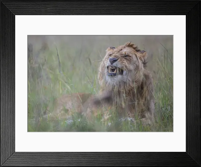 Framed Print : Male lion in the Maasai Mara, Kenya Framed Print : Male lion in the Maasai Mara, Kenya