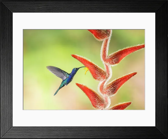 Framed Print : Violet sabrewing (Campylopterus hemileucurus), Catarata del Toro, Bajos Del Toro Amarillo, Alajuela, Costa Rica Framed Print : Violet sabrewing (Campylopterus hemileucurus), Catarata del Toro, Bajos Del Toro Amarillo, Alajuela, Costa Rica