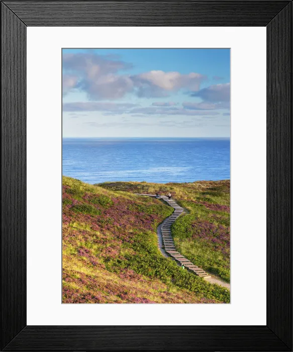 Framed Print : Woman on walkway through heather and sand dunes, Kampen, Sylt, Schleswig Holstein, Germany
