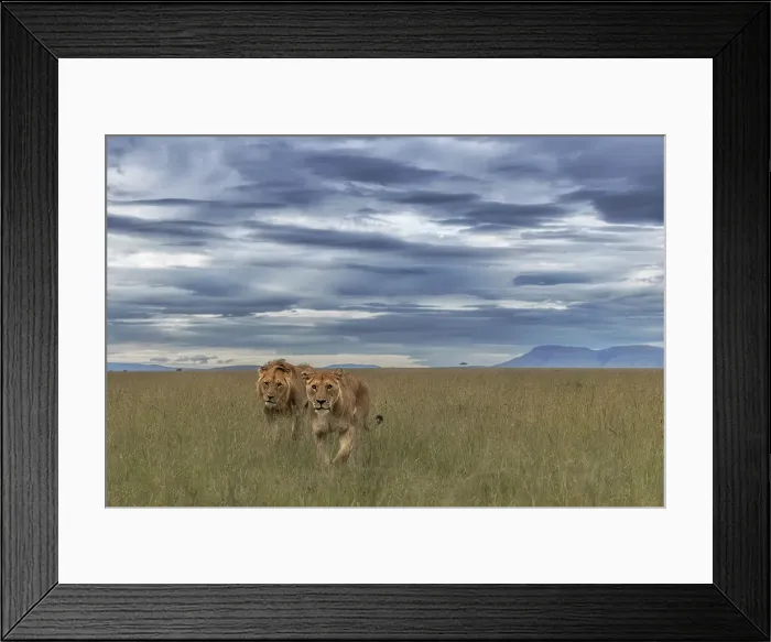 Framed Print : A pair of lions in the maasaimara, kenya