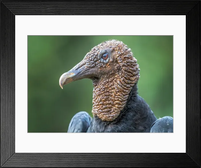 Framed Print : Black Vulture (Coragyps atratus), Costa Rica Framed Print : Black Vulture (Coragyps atratus), Costa Rica