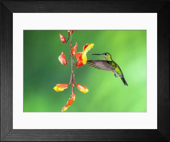 Framed Print : Violet sabrewing (Campylopterus hemileucurus), Catarata del Toro, Bajos Del Toro Amarillo, Alajuela, Costa Rica Framed Print : Violet sabrewing (Campylopterus hemileucurus), Catarata del Toro, Bajos Del Toro Amarillo, Alajuela, Costa Rica