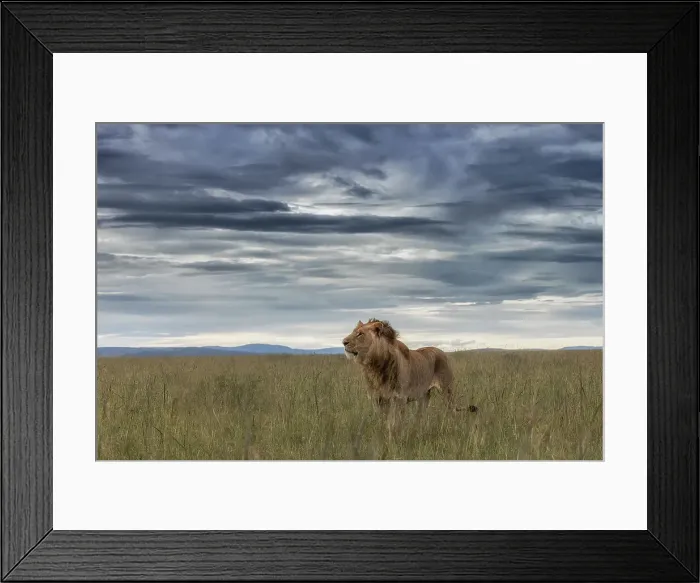 Framed Print : Male lion in the Maasai Mara, Kenya Framed Print : Male lion in the Maasai Mara, Kenya