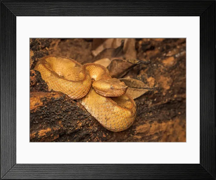 Framed Print : Hognose Pit Viper (Porthidium nasutum), Costa Rica Framed Print : Hognose Pit Viper (Porthidium nasutum), Costa Rica
