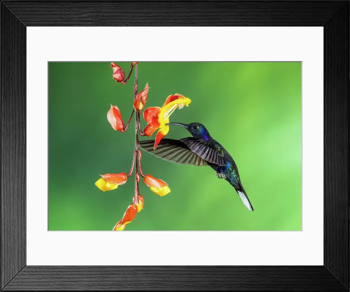 Framed Print : Violet sabrewing (Campylopterus hemileucurus), Catarata del Toro, Bajos Del Toro Amarillo, Alajuela, Costa Rica Framed Print : Violet sabrewing (Campylopterus hemileucurus), Catarata del Toro, Bajos Del Toro Amarillo, Alajuela, Costa Rica