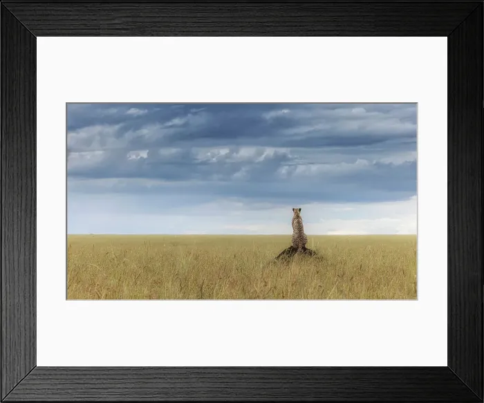 Framed Print : Cheetah (acinonyx jubatus) in the Maasaimara Framed Print : Cheetah (acinonyx jubatus) in the Maasaimara