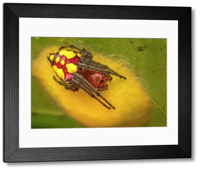Framed Print : Alpaida Spider guarding egg sac (Alpaida cornuta), Costa Rica Framed Print : Alpaida Spider guarding egg sac (Alpaida cornuta), Costa Rica