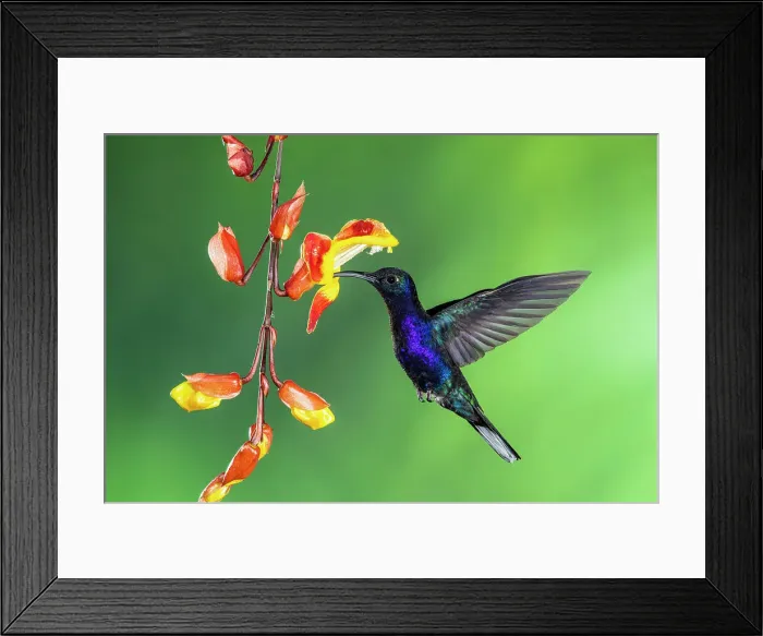 Framed Print : Violet sabrewing (Campylopterus hemileucurus), Catarata del Toro, Bajos Del Toro Amarillo, Alajuela, Costa Rica Framed Print : Violet sabrewing (Campylopterus hemileucurus), Catarata del Toro, Bajos Del Toro Amarillo, Alajuela, Costa Rica