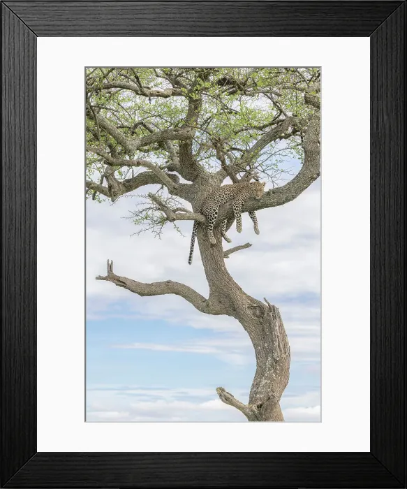 Framed Print : Leopard (panthera pardus) resting on a tree in the Maasaimara, Kenya Framed Print : Leopard (panthera pardus) resting on a tree in the Maasaimara, Kenya
