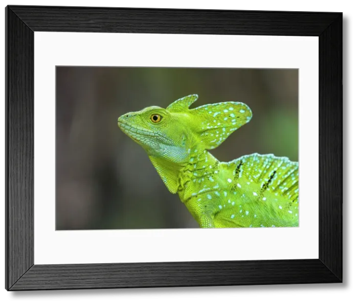 Framed Print : Green Basilisks (Basiliscus plumifrons), Costa Rica Framed Print : Green Basilisks (Basiliscus plumifrons), Costa Rica