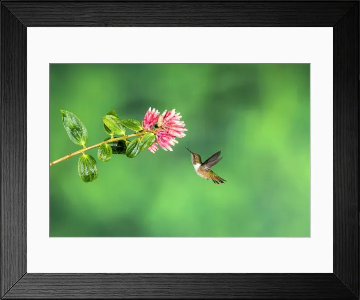 Framed Print : Volcano hummingbird (Selasphorus flammula) female, Paraiso Quetzal, San Jose, Costa Rica Framed Print : Volcano hummingbird (Selasphorus flammula) female, Paraiso Quetzal, San Jose, Costa Rica