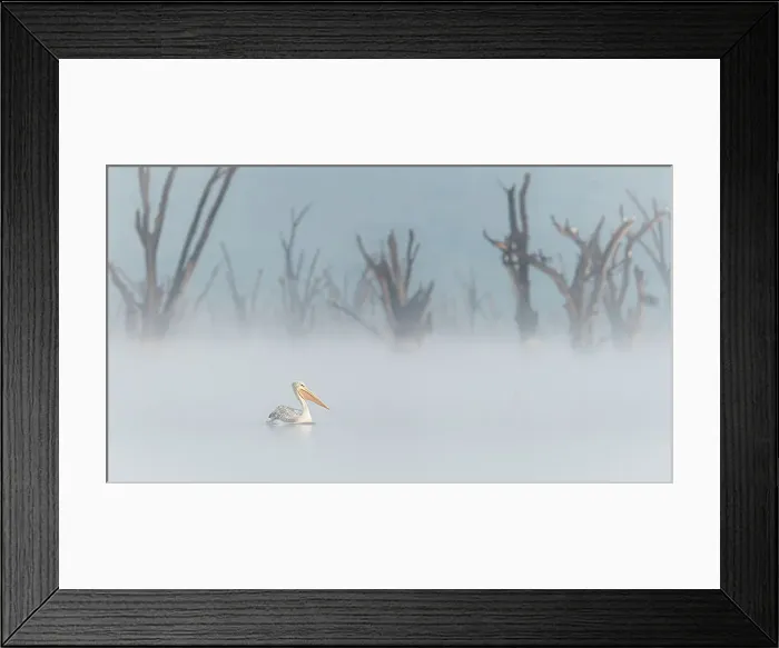 Framed Print : great white pelican (Pelecanus onocrotalus) in Lake Nakuru National Park, Kenya Framed Print : great white pelican (Pelecanus onocrotalus) in Lake Nakuru National Park, Kenya