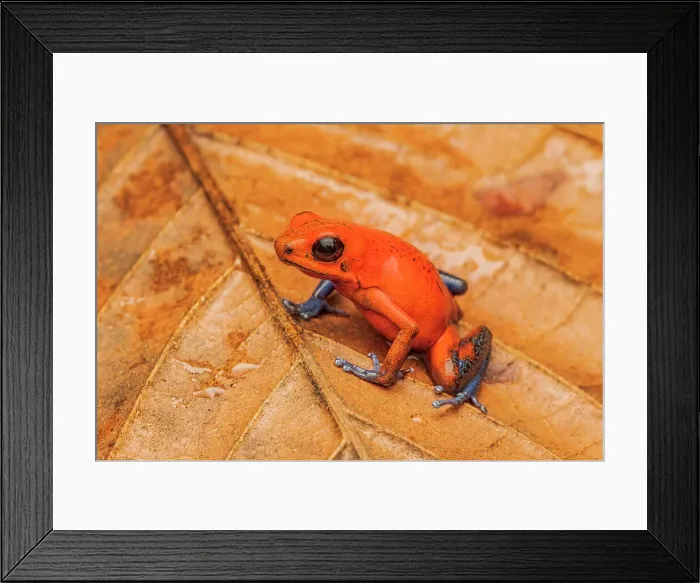 Framed Print : Strawberry Poison Dart Frog (Oophaga pumilio), Costa Rica Framed Print : Strawberry Poison Dart Frog (Oophaga pumilio), Costa Rica