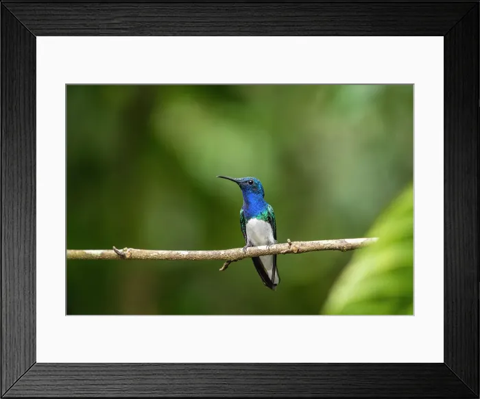 Framed Print : White-necked jacobin (Florisuga mellivora), Guapiles, Limon, Costa Rica Framed Print : White-necked jacobin (Florisuga mellivora), Guapiles, Limon, Costa Rica