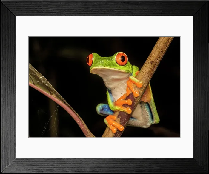 Framed Print : Red-eyed Tree Frog (Agalychnis callidryas), Costa Rica Framed Print : Red-eyed Tree Frog (Agalychnis callidryas), Costa Rica