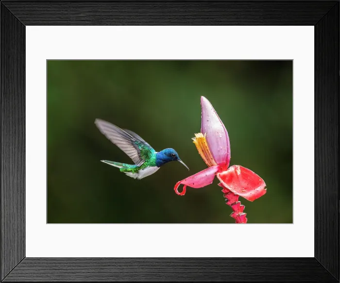 Framed Print : White-necked jacobin (Florisuga mellivora), Guapiles, Limon, Costa Rica Framed Print : White-necked jacobin (Florisuga mellivora), Guapiles, Limon, Costa Rica