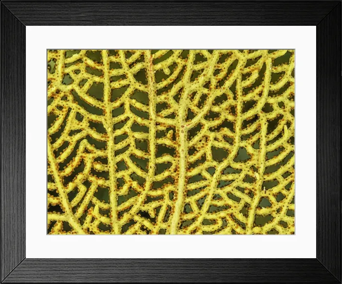 Framed Print : Venus Sea Fan (Gorgonia flabellum), Grand Cayman, Cayman Islands, British West Indies Framed Print : Venus Sea Fan (Gorgonia flabellum), Grand Cayman, Cayman Islands, British West Indies