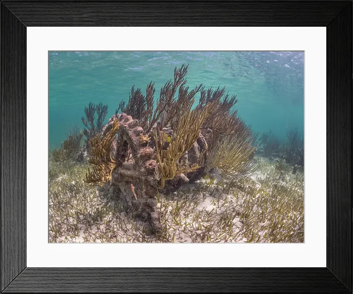 Framed Print : Wreck of the Geneva Kathleen, Barefoot Beach, Grand Cayman, Cayman Islands, British West Indies Framed Print : Wreck of the Geneva Kathleen, Barefoot Beach, Grand Cayman, Cayman Islands, British West Indies