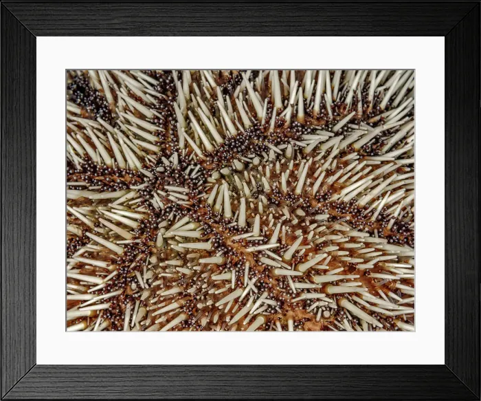 Framed Print : West Indian Sea Egg (Tripneustes ventricosus), Grand Cayman, Cayman Islands, British West Indies