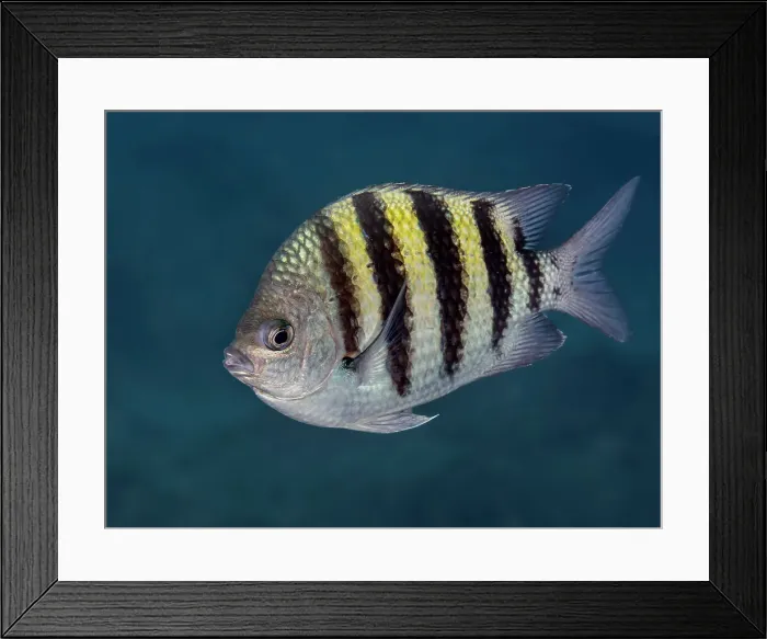 Framed Print : Sergeant Major (Abudefduf saxatilis), Grand Cayman, Cayman Islands, British West Indies Framed Print : Sergeant Major (Abudefduf saxatilis), Grand Cayman, Cayman Islands, British West Indies