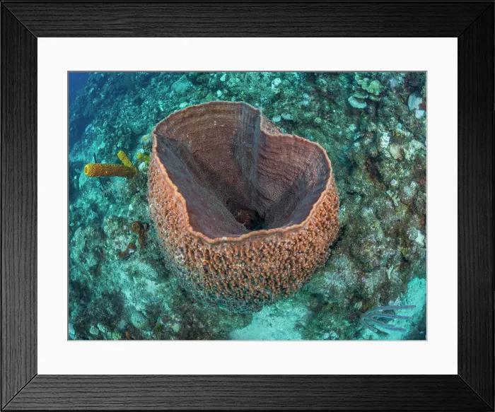 Framed Print : Giant Barrel Sponge (Xestospongia muta), Grand Cayman, Cayman Islands, British West Indies Framed Print : Giant Barrel Sponge (Xestospongia muta), Grand Cayman, Cayman Islands, British West Indies