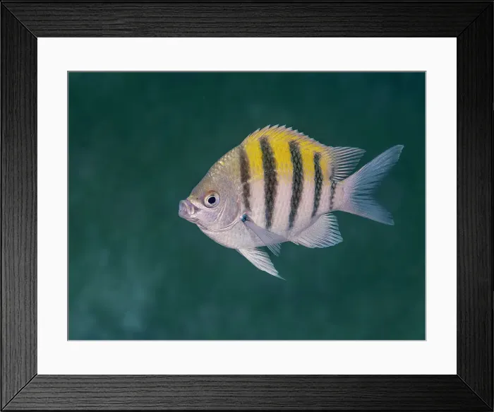 Framed Print : Sergeant Major (Abudefduf saxatilis), Grand Cayman, Cayman Islands, British West Indies Framed Print : Sergeant Major (Abudefduf saxatilis), Grand Cayman, Cayman Islands, British West Indies
