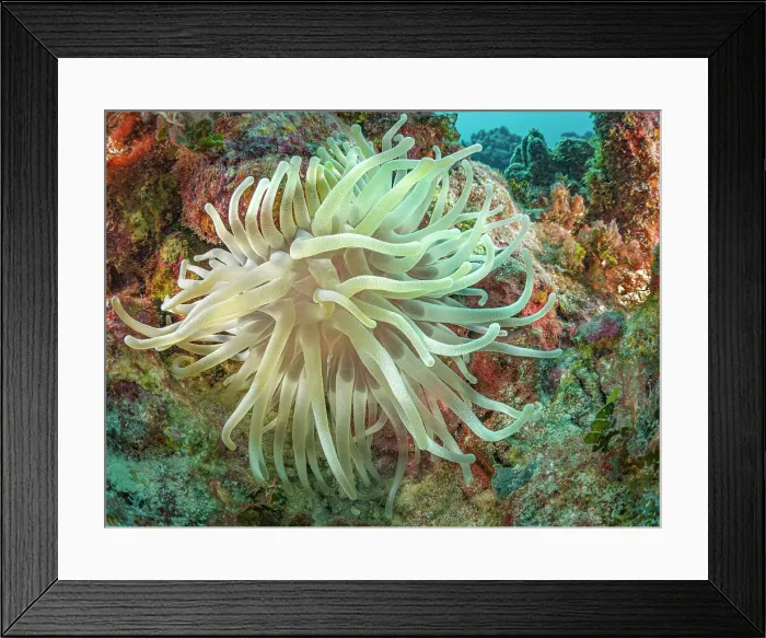 Framed Print : Giant Anemome (Condylactis gigantea), Grand Cayman, Cayman Islands, British West Indies