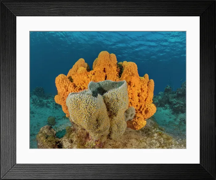 Framed Print : Azure Vase Sponge (Niphates digitalis) with Sponge Zoanthid (Umimayanthus parasiticus) and Branching Tube Sponge (Aiolochroia crassa) on the ocean floor at Mitch Miller's Reef on Grand Cayman, Cayman Islands, British West Indies Framed Print : Azure Vase Sponge (Niphates digitalis) with Sponge Zoanthid (Umimayanthus parasiticus) and Branching Tube Sponge (Aiolochroia crassa) on the ocean floor at Mitch Miller's Reef on Grand Cayman, Cayman Islands, British West Indies