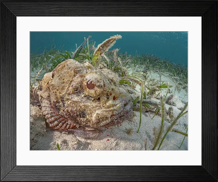 Framed Print : Spotted Scorpionfish (Scorpaena plumieri), Grand Cayman, Cayman Islands, British West Indies Framed Print : Spotted Scorpionfish (Scorpaena plumieri), Grand Cayman, Cayman Islands, British West Indies