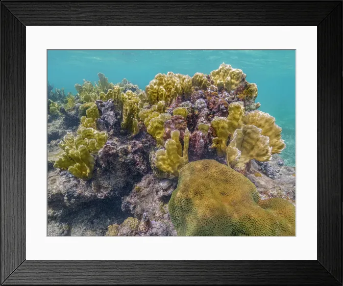 Framed Print : Coral Reef with Blade Fire Coral (Millepora complanata) at Barefoot Beach, Grand Cayman, Cayman Islands, British West Indies