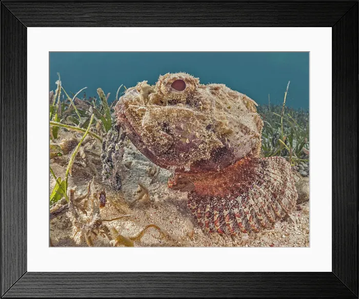 Framed Print : Spotted Scorpionfish (Scorpaena plumieri), Grand Cayman, Cayman Islands, British West Indies Framed Print : Spotted Scorpionfish (Scorpaena plumieri), Grand Cayman, Cayman Islands, British West Indies